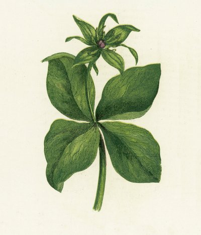 Hierba de París, Paris Quadrifolia de English School